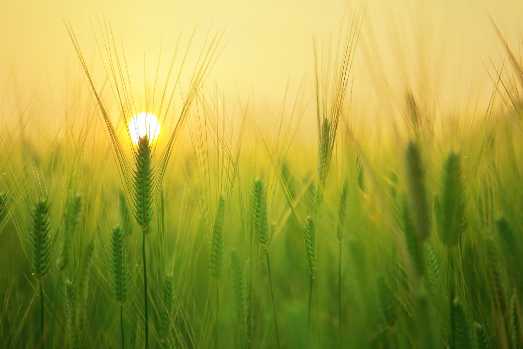 Pubblicato l'Avviso per la misura M2C1-I.2.2 "Parco Agrisolare"